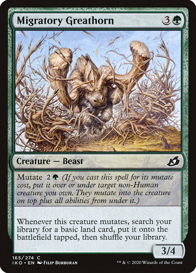 Migratory Greathorn front