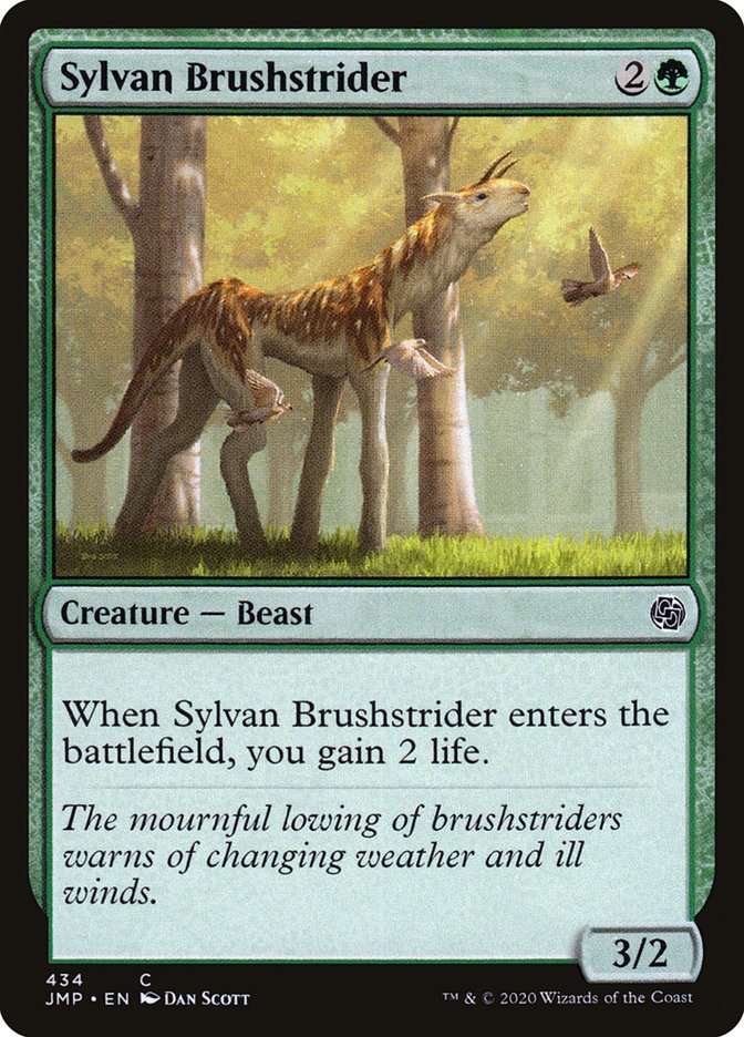 Sylvan Brushstrider front
