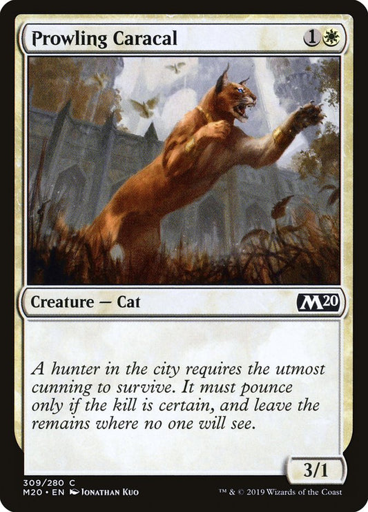 Prowling Caracal front