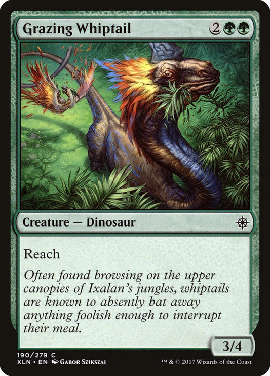 Grazing Whiptail front